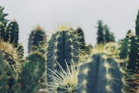 cacti